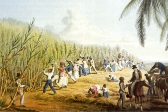 Die Geschichte des Zuckerrohrs