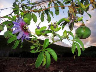 Maracujá do mato – wilde Passionsfrucht