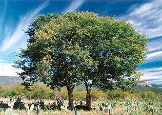 amburana225