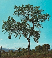 amendoim-Pterogyne_nitens225