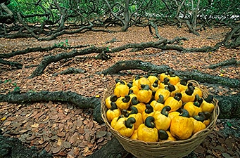 Cashew – Die Scheinfrucht mit Nuss